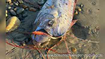 Mysteriöses Tiefsee-Wesen in Mexiko gestrandet