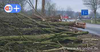 Bäume gefällt: Erste Vorbereitungs-Arbeiten für Sanierung der A215