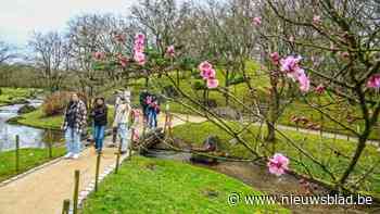 Pruimenbloesems en rijstwijn kleuren vroege opening Japanse Tuin in Hasselt