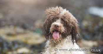 King Charles 'besotted' with adorable new dog he was given as a surprise present