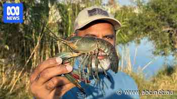 Australian redclaw crayfish go feral in US waterways