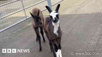 Llama drama as name sought for new arrival