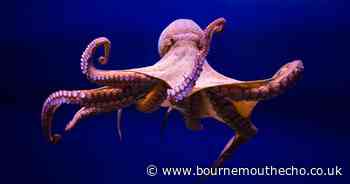How many hearts does an octopus have? Take this pub quiz to find out