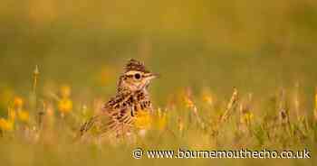Highest ever numbers of a protected bird species recorded in New Forest