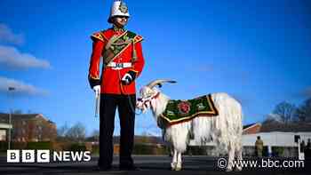 Wiltshire in pictures: Crocuses and a tiny newt