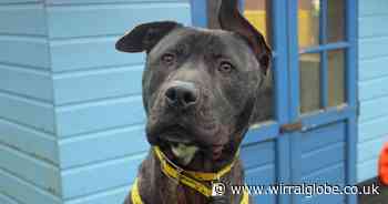 Could Baxter be the dog for you?
