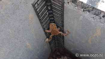 Landsmeer plaatst trappetjes in putten, zodat padden daar weer uit kunnen klimmen