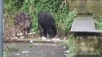 VIDEO | La spazzatura invade le aree verdi e i cinghiali banchettano vicino alla stazione