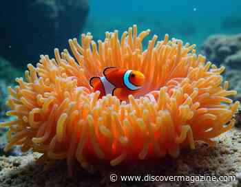 Friends and Anemones: How Clownfish Strengthen Symbiotic Bonds with Their Hosts