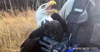 Apex police help bald eagle with damaged wing