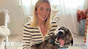 'Terrified' dog found in shrubs with cigarette burns