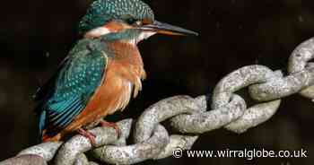 “Dog portraits are my favourite – I love meeting new dogs and taking their picture”