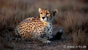 Nationales Symbol des Irans: Von diesem Tier gibt es nur noch 17 Exemplare