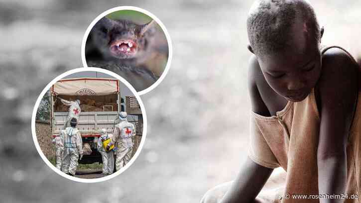 Mysteriöse Killer-Krankheit im Kongo: Dutzende Todesopfer - tote Kinder aßen Fledermaus