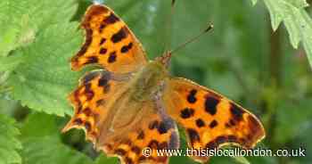 Wild Things: Searching in vain for butterflies