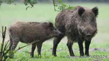 In Limburg worden de meeste everzwijnen geschoten, maar in deze gemeenten staat de teller nog op nul