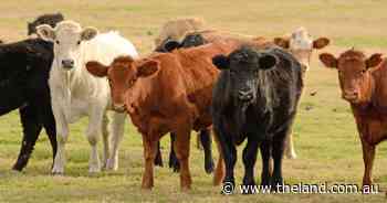 Producers on alert following confirmed tick fever cases