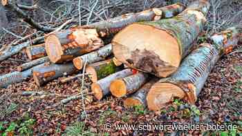 Calwer Wald bringt Geld: So hohe Einnahmen wie lange nicht