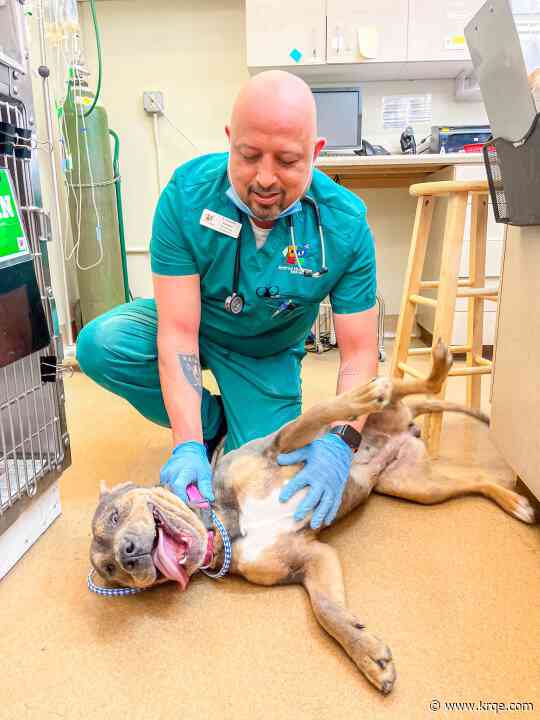 Immunocompromised stray receives "life-altering" treatment at Animal Humane