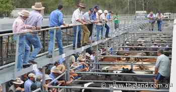 Young breeders sell for a premium at the Maitland Autumn Female Sale