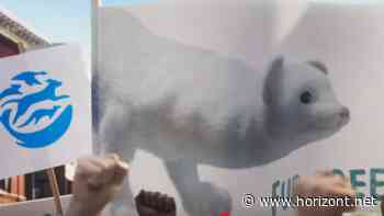 Marken-Relaunch: Warum die Humane Society nach 70 Jahren ihre Marke neu erfindet