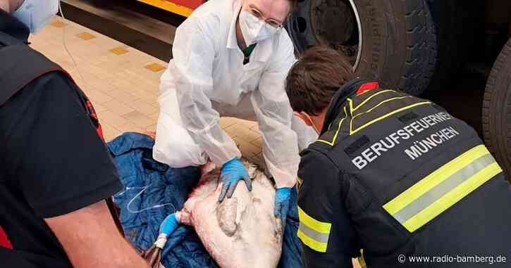 Schwan prallt gegen Brücke – schwer verletzt