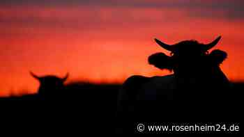 Von ausgewachsenem Stier attackiert: Schwester entdeckt Landwirt (†45) tot im Stall