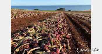 "Nog steeds veel uien in EU en Nieuw-Zeeland, maar kwaliteit is soms een issue"