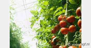 "De Franse tomatenmarkt lijkt plotseling om te slaan"