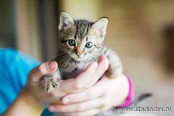 Kattenfokker denkt dat levende kitten dood is en gooit hem in afvalcontainer