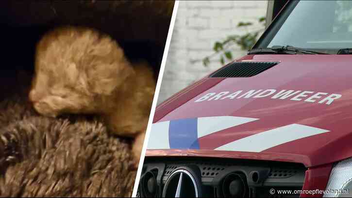 Biddinghuizen - Kattenfokker denkt dat levende kitten dood is en gooit hem in afvalcontainer