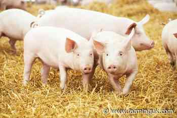 England's overall pig herd shows encouraging growth over 2024