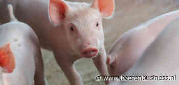 Nederlandse biggenexport: Spanje top, Duitsland flop