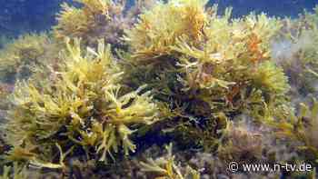 Millionen Kopien einer Alge: In der Ostsee wächst der wohl größte Klon der Welt