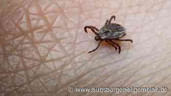 Augsburg ist jetzt offiziell FSME-Risikogebiet: Was das bedeutet
