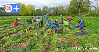 Keine Zukunft für regionales Gemüse? Warum es die „Solawi“ anders macht