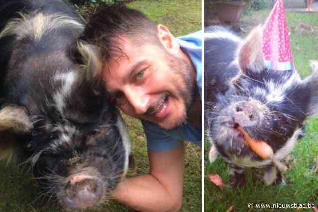 “Ze beloofden goed voor hem te zorgen, maar hij werd door een roedel honden aangevallen”: na zeven jaar kan Mario zijn varken Jorge weer in de armen sluiten