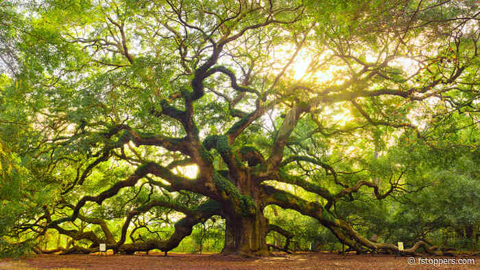 Critique the Community Images Taken on an Older Camera