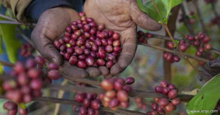 This rare bean may be your future coffee as warming climate hurts crops