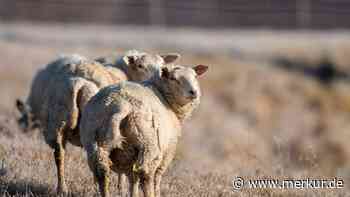 Grausame Entdeckung: Ohren von Schaf abgeschnitten – trächtiges Tier muss eingeschläfert werden