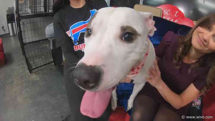 Rescue Buffalo restructuring, closing shelter in April