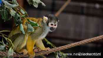 Doodshoofdaapjes dood door brand in ZooParc Overloon