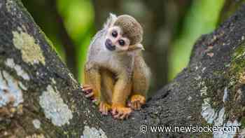 Aantal brulapen omgekomen door brand in apenverblijf ZooParc Overloon