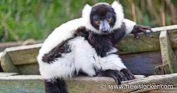 Brand in dierenverblijf ZooParc Overloon, brulapen omgekomen