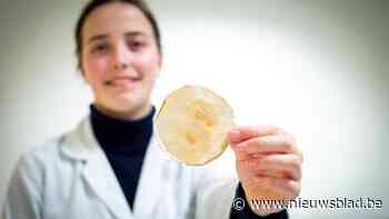 Paddenstoelwortels als isolatiemateriaal? UHasselt experimenteert er al mee