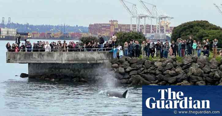 Pod of killer whales amaze Seattle onlookers with rarely seen bird hunt – video