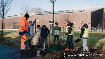 Schoolkinderen planten nieuwe bomen in Rode Dreef: “Verjongingskuur uit veiligheid voor voetgangers en verkeer”