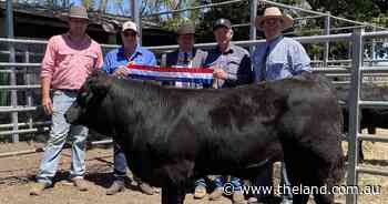 Strong average at Glen Innes for Colin Say and Company show steer sale