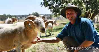 'Super breed' of sheep in the works by young-gun ex-army member