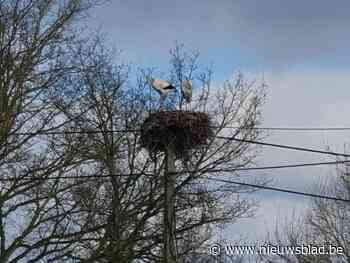 Ooievaars zijn terug in Lozen